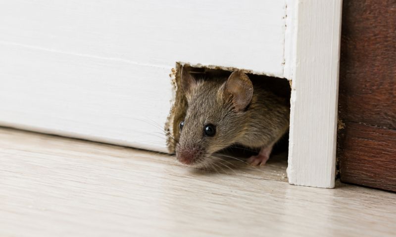 Mice control services card, house mouse near a crawl-space vent